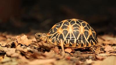 The Pune forest department started the centre as part of its turtle rehabilitation programme. (HT PHOTO) The Pune forest department started the centre as part of its turtle rehabilitation programme. (HT PHOTO)