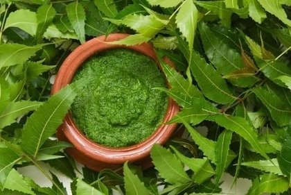 Neem, a natural herb, has been trusted from ages for its wonderful medicinal properties. From removing toxins from body to taking care of dental and skin issues, Neem has multiple health benefits. Neem is also packed with flavonoids, glycosides, and triterpenoids that help control blood sugar levels. Taking it twice every day if you have diabetes. (Shutterstock) Neem, a natural herb, has been trusted from ages for its wonderful medicinal properties. From removing toxins from body to taking care of dental and skin issues, Neem has multiple health benefits. Neem is also packed with flavonoids, glycosides, and triterpenoids that help control blood sugar levels. Taking it twice every day if you have diabetes. (Shutterstock)