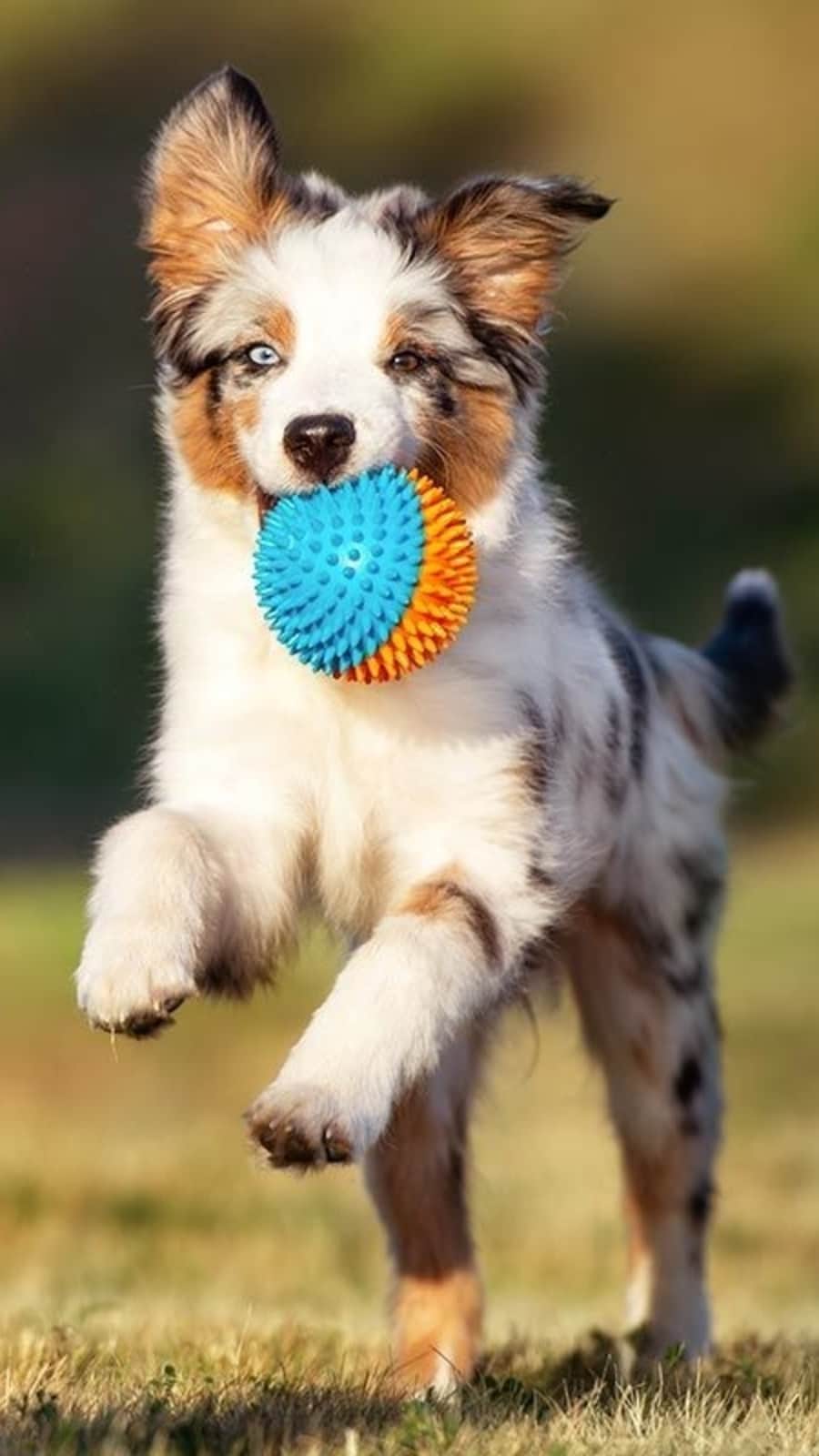 Training_Archives_-_dogsnet_com