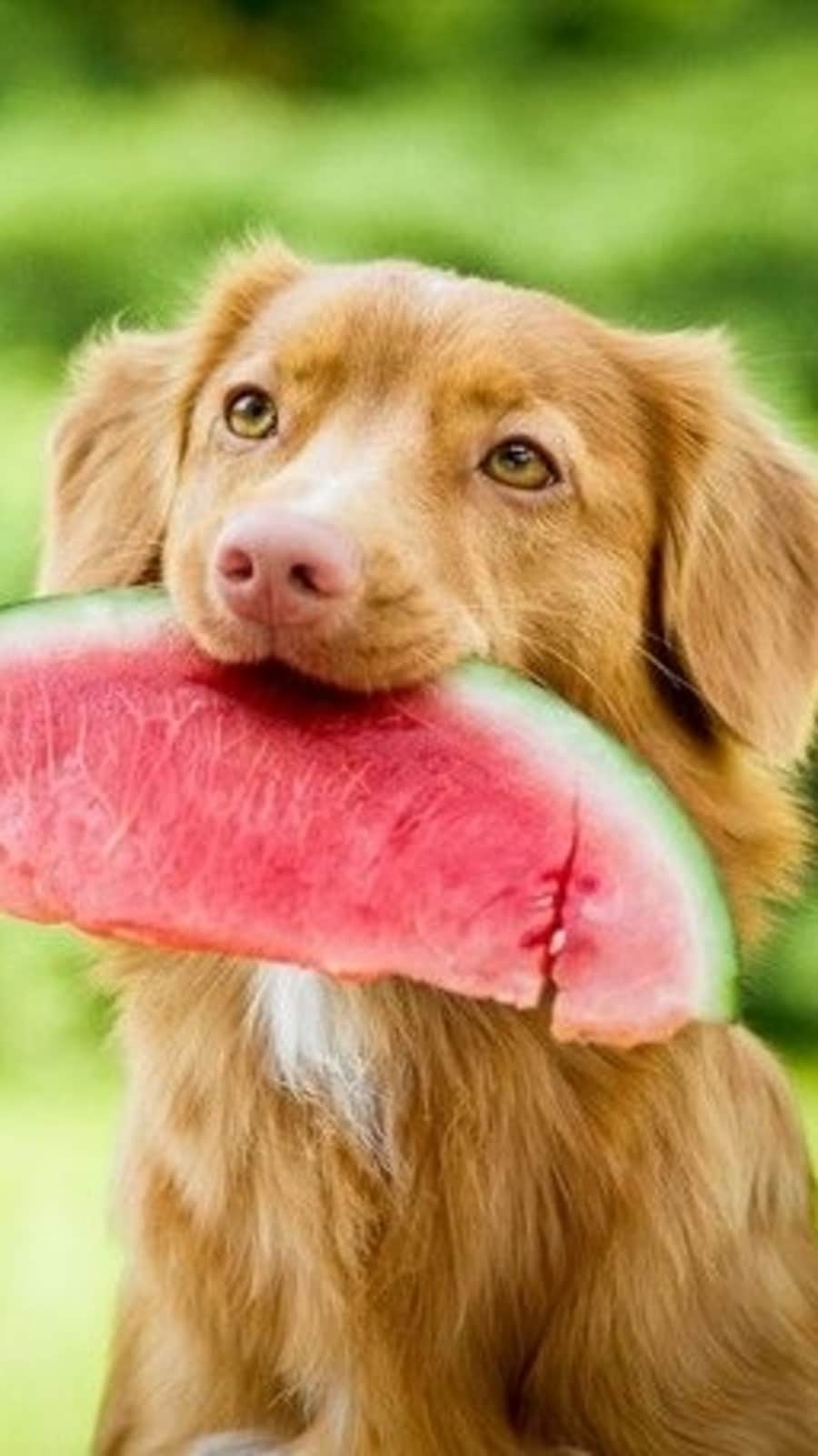 froozpets