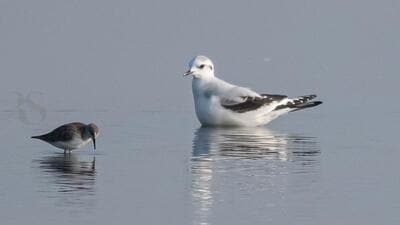 The little gull (right) near Chandu Budhera. It was last spotted in NCR in 2014, and before that in 1992. (Photo: Rohit Sharma)