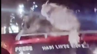 Bengaluru man was seen putting his pet dogs on top of his red-coloured car without any harness or tether. Bengaluru man was seen putting his pet dogs on top of his red-coloured car without any harness or tether.
