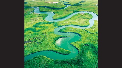 The Amazon rainforest was one of the world’s largest carbon absorbers. It still releases 20 billion tonnes of water into the atmosphere a day, playing a crucial role in weather, carbon and water cycles. (Adobe Stock) The Amazon rainforest was one of the world’s largest carbon absorbers. It still releases 20 billion tonnes of water into the atmosphere a day, playing a crucial role in weather, carbon and water cycles. (Adobe Stock)