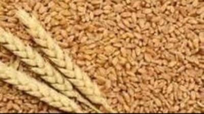 If the other varieties yield 20 quintals per acre, the late sown varieties would yield around 18 quintals, the expert said. (HT File) If the other varieties yield 20 quintals per acre, the late sown varieties would yield around 18 quintals, the expert said. (HT File)
