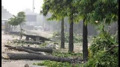 The accused had allowed the contractor to take away the wood for their services, the complainant alleged. (HT File) The accused had allowed the contractor to take away the wood for their services, the complainant alleged. (HT File)