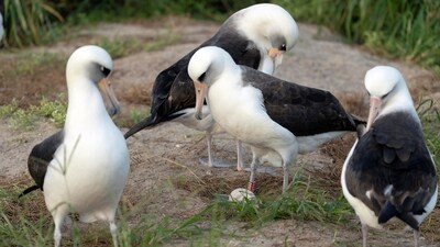 Wisdom, the legendary Laysan albatross or mōlī, laid an egg at 74. (AP) Wisdom, the legendary Laysan albatross or mōlī, laid an egg at 74. (AP)