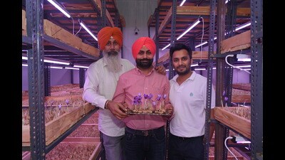 Gurpreet Singh (centre) holds saffron plants with Jasvir Singh and Kshitij Goyal at an aeroponic facility in Moga’s Dharamkot. (HT Photo) Gurpreet Singh (centre) holds saffron plants with Jasvir Singh and Kshitij Goyal at an aeroponic facility in Moga’s Dharamkot. (HT Photo)