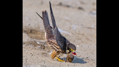 Hobby with a kill at Sambhar lake, Rajasthan. (Suman Saha) Hobby with a kill at Sambhar lake, Rajasthan. (Suman Saha)