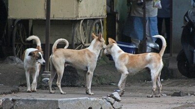 An elderly woman was chased and bitten by dogs in Thane's Titwala (REPRESENTATIVE PHOTO) An elderly woman was chased and bitten by dogs in Thane's Titwala (REPRESENTATIVE PHOTO)
