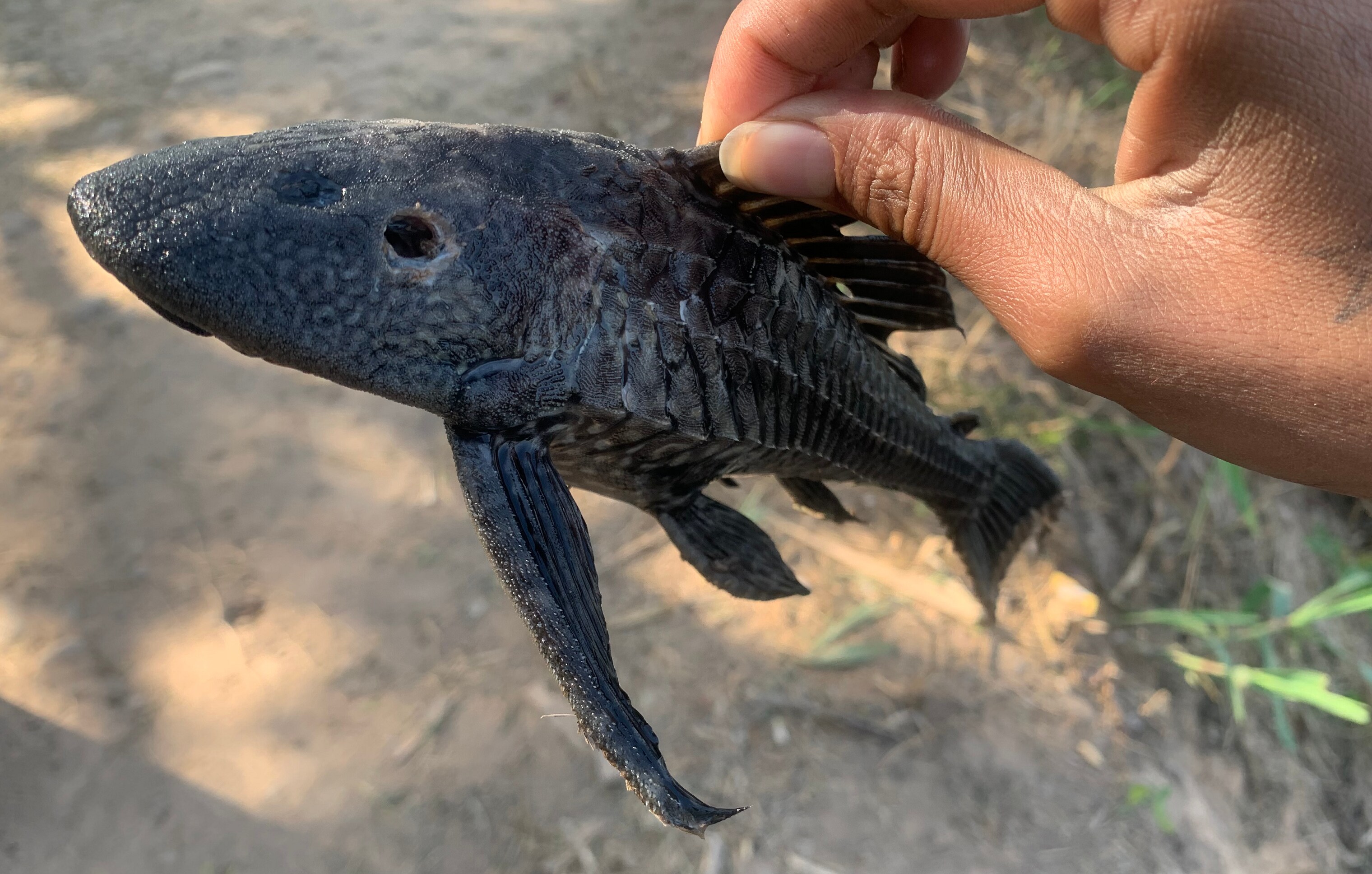 An Amazonian catfish trawled with the weeds. (Vikram Jit Singh) An Amazonian catfish trawled with the weeds. (Vikram Jit Singh)
