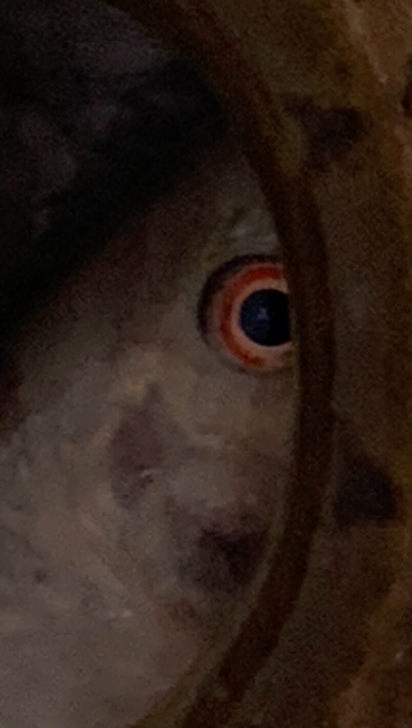 The carp’s eye with an eel across it. (Vikram Jit Singh) The carp’s eye with an eel across it. (Vikram Jit Singh)