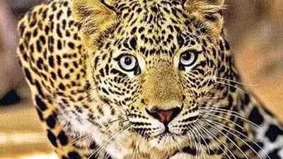 Forest officials set trap to capture Leopard after attacking dozen villagers (Representative file photo) Forest officials set trap to capture Leopard after attacking dozen villagers (Representative file photo)
