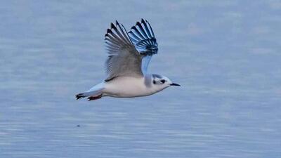 Little gull. (Photo: Arvind Yadav) Little gull. (Photo: Arvind Yadav)