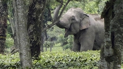 Known to locals as Raja, the elephant who is believed to be 40 years old is the most punctual tax collector. (Representational) Known to locals as Raja, the elephant who is believed to be 40 years old is the most punctual tax collector. (Representational)