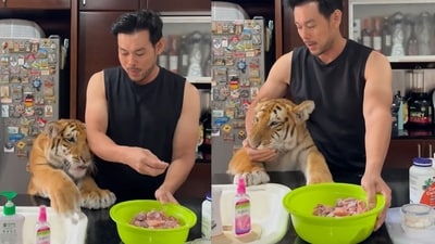 This tiger's cute reaction to food is taking over Instagram. (Screengrab Instagram/@kenzo_thetiger) This tiger's cute reaction to food is taking over Instagram. (Screengrab Instagram/@kenzo_thetiger)
