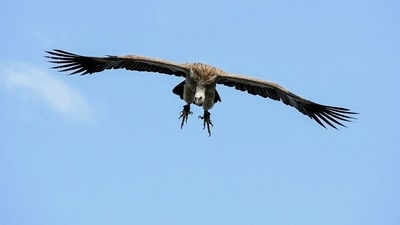 In Brazil, a vulture crashed into a plane’s cockpit, but the pilot safely landed without injury. (Pixabay) In Brazil, a vulture crashed into a plane’s cockpit, but the pilot safely landed without injury. (Pixabay)