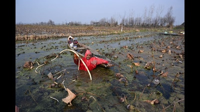 Farmers dip in the sub-zero temperature to extract Lotus stems on Tuesday. (Waseem Andrabi /HT) Farmers dip in the sub-zero temperature to extract Lotus stems on Tuesday. (Waseem Andrabi /HT)