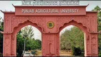 Punjab Agricultural University. (HT File) Punjab Agricultural University. (HT File)