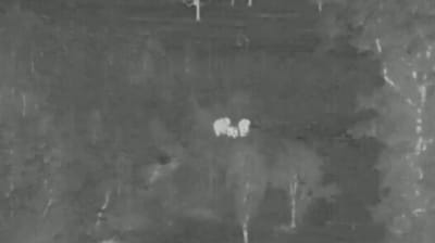 AI cameras in Odisha prevented a rail accident, saving three elephants near Rourkela. (X/@susantananda3) AI cameras in Odisha prevented a rail accident, saving three elephants near Rourkela. (X/@susantananda3)
