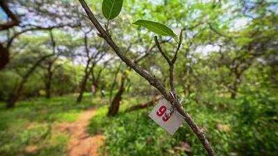 The case concerns DDA clearing trees in the Delhi ridge area (HT Photo) The case concerns DDA clearing trees in the Delhi ridge area (HT Photo)