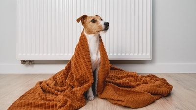 Keep your dogs comfortable by providing them with the right winter care. (Shutterstock) Keep your dogs comfortable by providing them with the right winter care. (Shutterstock)
