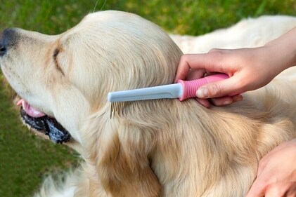 Brush your dogs regularly. (Shutterstock) Brush your dogs regularly. (Shutterstock)