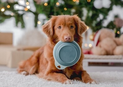 Give your dog nutritious food, full with Vitamin E and C. (Shutterstock) Give your dog nutritious food, full with Vitamin E and C. (Shutterstock)
