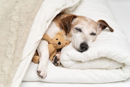 Your dog will get good quality sleep with the right bedding and blanket. (Shutterstock) Your dog will get good quality sleep with the right bedding and blanket. (Shutterstock)