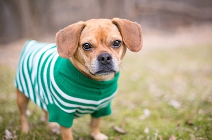 Make your dog wear sweaters made from fleece or wool. (Shutterstock) Make your dog wear sweaters made from fleece or wool. (Shutterstock)