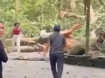 A massive tree fell inside Monkey Forest in Ubud, Bali, on Tuesday.