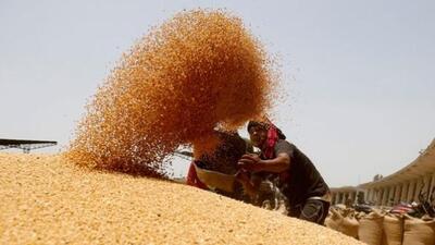 A worker sifts wheat before filling in sacks at the market yard of the Agriculture Product Marketing Committee on the outskirts of Ahmedabad (REUTERS) A worker sifts wheat before filling in sacks at the market yard of the Agriculture Product Marketing Committee on the outskirts of Ahmedabad (REUTERS)