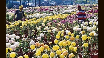 Gardeners preparing for the upcoming Chrysanthemum Show at Terraced Garden, Sector 33, in Chandigarh on a sunny Wednesday afternoon. Amid sunny skies, the maximum temperature rose from Tuesday’s 21.9°C to 23.1°C. (Kshav Singh/HT)