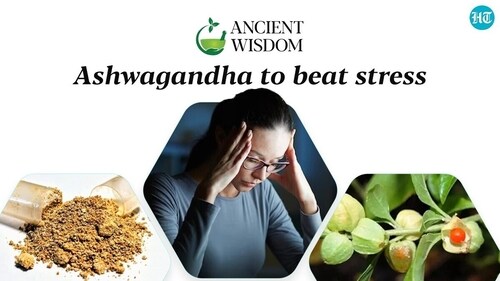 Ashwagandha or Withania somnifera is considered a wonder herb for mental health by Ayurveda from many centuries. Ashwagandha or Withania somnifera is considered a wonder herb for mental health by Ayurveda from many centuries.