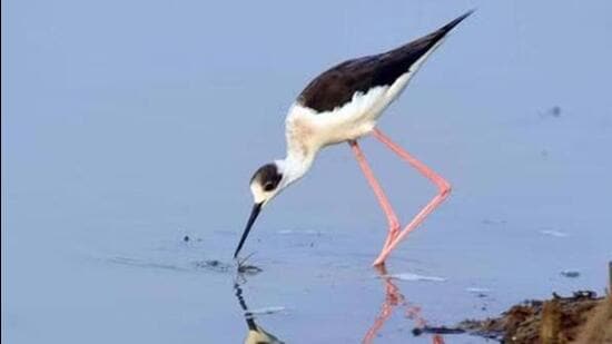 A black-winged stilt migratory bird in Chilika lake (HT File Photo)
