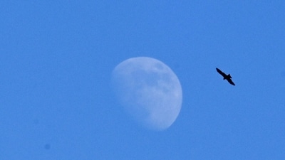Noida, India- December 11, 2024: A view of moon was clearly visible during the day due to the drop in air pollution level after the light rain in the past few days, in Noida, India, on Wednesday, December 11, 2024. (Photo by Sunil Ghosh / Hindustan Times) Noida, India- December 11, 2024: A view of moon was clearly visible during the day due to the drop in air pollution level after the light rain in the past few days, in Noida, India, on Wednesday, December 11, 2024. (Photo by Sunil Ghosh / Hindustan Times)