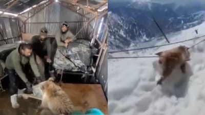 Indian Army rescues bear cub trapped in canister. (Screengrab X/@@TacticalKafir) Indian Army rescues bear cub trapped in canister. (Screengrab X/@@TacticalKafir)