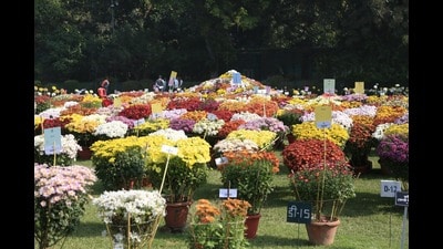 Glimpses from last year’s Chrysanthemum and Coleus show at the NBRI (HT File Photo) Glimpses from last year’s Chrysanthemum and Coleus show at the NBRI (HT File Photo)
