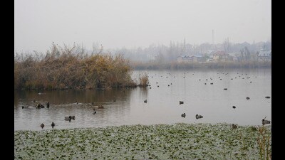 Pulwama: Migratory birds at a wetland in Pampore area of Pulwama district of south Kashmir, Monday, Dec. 3, 2024. (PTI Photo/S Irfan) (PTI) Pulwama: Migratory birds at a wetland in Pampore area of Pulwama district of south Kashmir, Monday, Dec. 3, 2024. (PTI Photo/S Irfan) (PTI)