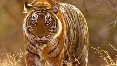 The Court extended the private vehicle ban deadline to March 2026, tasking the committee with finding a balanced solution to protect both the tiger reserve and devotees. (HT File) The Court extended the private vehicle ban deadline to March 2026, tasking the committee with finding a balanced solution to protect both the tiger reserve and devotees. (HT File)