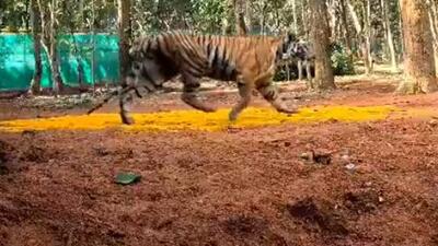 Tigress Zeenat was brought from Maharashtra’s Tadoba Andhari Tiger Reserve to Similipal Tiger Reserve last month and released into the wild on November 24 (Videograb/x/susantananda3) Tigress Zeenat was brought from Maharashtra’s Tadoba Andhari Tiger Reserve to Similipal Tiger Reserve last month and released into the wild on November 24 (Videograb/x/susantananda3)