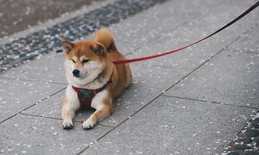 Ensure your dog’s control and style with a durable, well-fitted harness for every walk. (Pexels) Ensure your dog’s control and style with a durable, well-fitted harness for every walk. (Pexels)