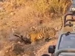 Tourists in Ranthambore sparked backlash for recording a tiger hunting from dangerously close range. Tourists in Ranthambore sparked backlash for recording a tiger hunting from dangerously close range.