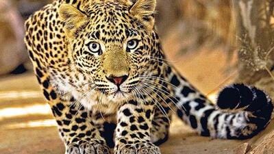A majority of roads in these areas are surrounded by sugarcane fields and unlike the city, are empty in the evenings due to which leopards find it easy to roam around. The sudden passing of vehicles tends to frighten these animals, often eliciting an aggressive reaction from them, said an official. (REPRESENTATIVE PHOTO)