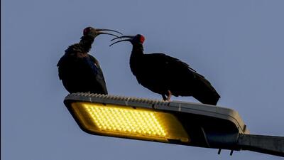 A pair of Ibis birds sit on a street light pole in New Delhi in November 2024. (PTI) A pair of Ibis birds sit on a street light pole in New Delhi in November 2024. (PTI)