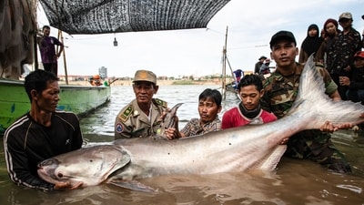 This handout from USAID Wonders of the Mekong taken on December 10, 2024 and released on December 13, 2024 shows people carrying a Mekong giant catfish in Cambodia's Tboung Khmum Province. (AFP) This handout from USAID Wonders of the Mekong taken on December 10, 2024 and released on December 13, 2024 shows people carrying a Mekong giant catfish in Cambodia's Tboung Khmum Province. (AFP)