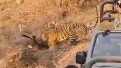 Tourists in Ranthambore sparked backlash for recording a tiger hunting from dangerously close range. (Instagram) Tourists in Ranthambore sparked backlash for recording a tiger hunting from dangerously close range. (Instagram)