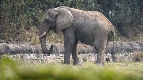 Kolkata News Live Today: Three women killed by elephant herd in WB’s Jaldapara National Park: Official