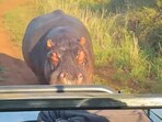 Tourists in South Africa were chased by an angry hippo during a thrilling safari encounter.