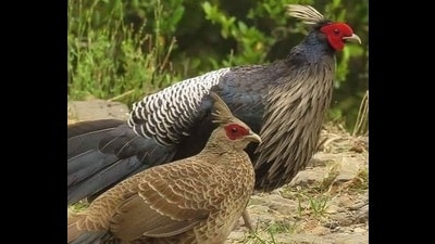Grey Junglefowl (HT file Photo) Grey Junglefowl (HT file Photo)