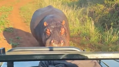 Tourists in South Africa were chased by an angry hippo during a thrilling safari encounter. (YouTube/ Latest Sightings) Tourists in South Africa were chased by an angry hippo during a thrilling safari encounter. (YouTube/ Latest Sightings)